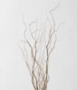 Curly Willow